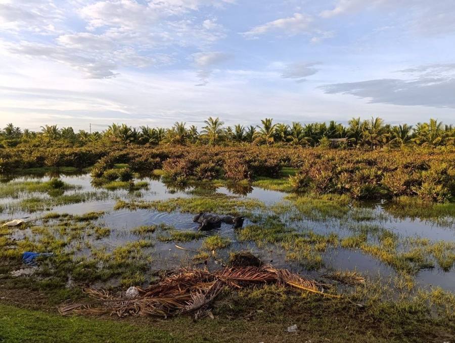 Wasserbüffel bei Hội An