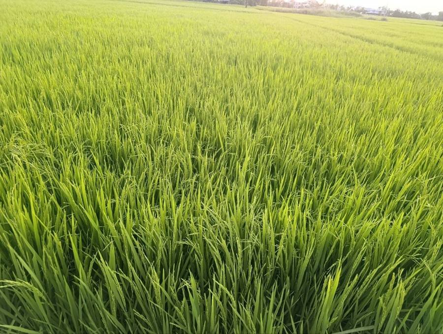 Reisfeld bei Hội An